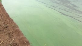 Algblomning i sjö där vattnet är grönt och grumligt.